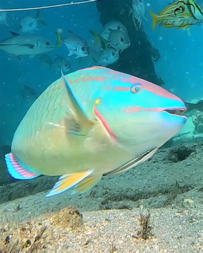 A stoplight parrotfish swims by, flaunting its vibrant scales and characteristic yellow spot near its tail, with a remora in tow - what a treat! 🐠✨ | Paul Dabill Photography