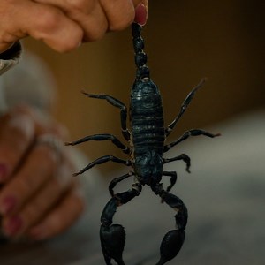 69K views · 570 reactions | With dozens of scorpions crawling all over him, there's only one thing David Blaine can do—not move. #DavidBlaineDoNotAttempt is now streaming on Disney+ and Hulu. | National Geographic TV | Facebook