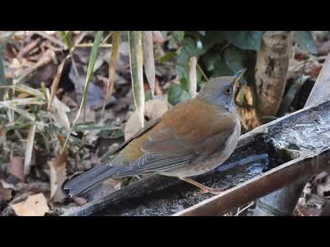 【シロハラ ～氷を食べる？～ FULL ver.】@神奈川県秦野市 弘法山公園 20260109