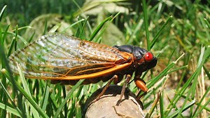 10 Difference Between Locusts and Cicadas with Similarities - Animal Differences