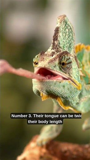 WEIRD CHAMELEONS FACTS THAT ARE ACTUALLY COOLl #chameleon #weirdfacts #cool