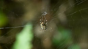 Spider, Crusader Spider