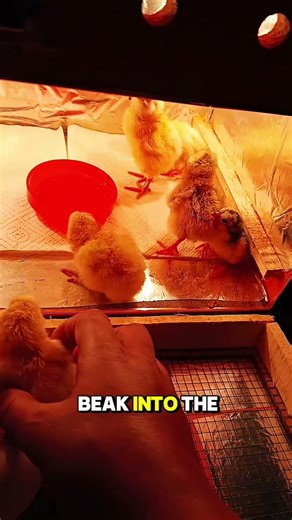 Small Chicks Gather around water as I start helping them to drink water #chicks #cute #hatching