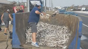 Island Report: Community comes together to clean up canals full of dead fish