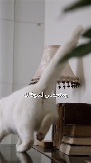 معاني حركات ذيل القط | كيف تفهم لغة القطط؟ 🐈