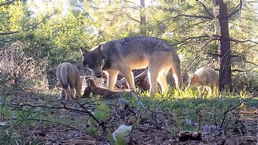 Gray wolf pack found in Shasta County, as species population in California makes comeback