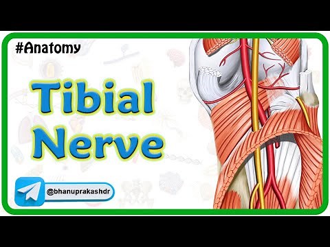 Tibial Nerve Anatomy Animation : Origin, course, Branches, Tarsal tunnel syndrome | USMLE Step 1
