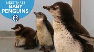 ADORABLE!!! Introducing THREE baby penguins born at Adventure Aquarium: Simon, Betti, and Poppy! 🐧🐧🐧 Waddle behind the scenes with us before they join the public exhibit! 6abc.com/5928710/ | 6abc Action News