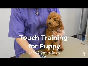Touch Training for Puppy's First Time Grooming