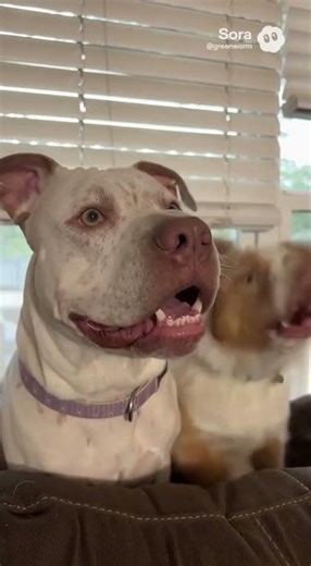 Dog squirrel 🐿️ #fyp #fyp: #fyp:°viral #trending #viral