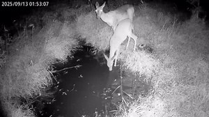 Zleo Cellular Trail Camera with Lifetime Data Free - Low Glow Night Vision Motion Activated, IP66 Waterproof, Live Streaming, 32GB Memory Card & Solar Panel Included