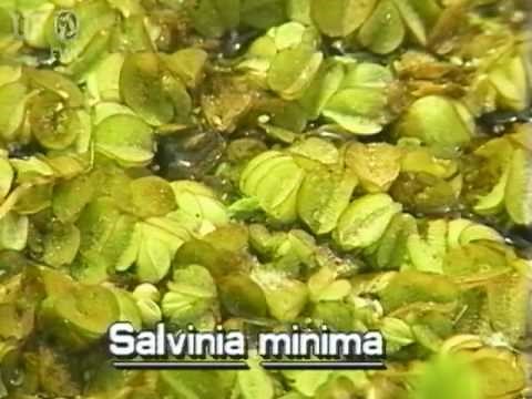 water fern (Salvinia minima)