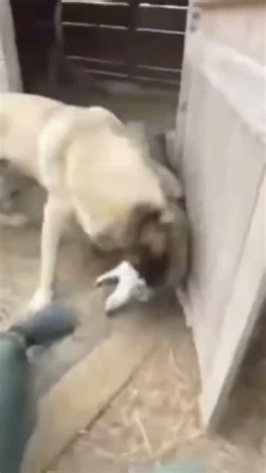 Farm dog vs wolf #gray #chicken #kangal #human #attack #farmer #best #friend #shepard #guardIan