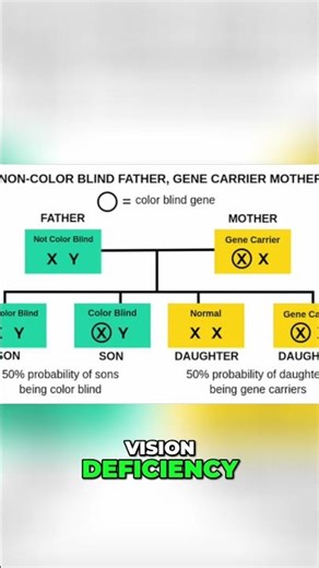 Color Blindness Explained Family Tree Scenarios Revealed!