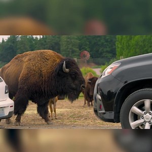 513 reactions · 130 shares | Experience Wildlife in a Fun & Unique Way! You Don't Even Need to Leave the Comfort & Warmth of Your Vehicle to See Us! | Olympic Game Farm | Facebook