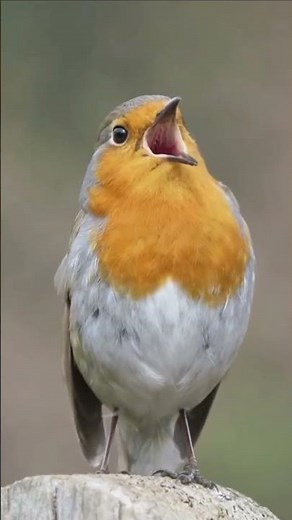 Close-Up of a European Robin Singing – Nature’s Cutest Songbird #natureadditive #birds