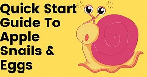 Apple snail eggs, facts, and food, everything you need