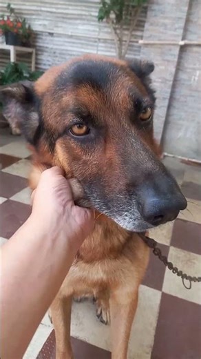 Dancing German shepherd 😊 #germanshepherd