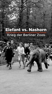 🐘 Ostberlin gegen Westberlin: Wer hat den besseren Zoo? Wer die selteneren Tiere? Und wer hat das bessere politische System? - Der Kalte Krieg ist in vollem Gange, und die Zoos im geteilten Berlin liefern sich einen erbitterten Konkurrenzkampf. Begleitet uns auf eine amüsante Zeitreise. Jetzt auf arte.tv ➡️ so.arte/Berlin_Kalter-Krieg-der-Zoos | Arte