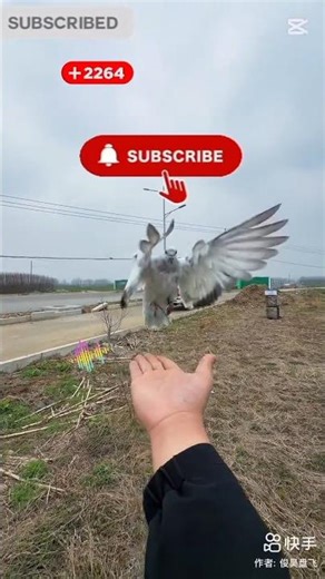 মিঠু কি আসবে নাকি চলে যাবে? 🕊️🤔 #kabutar​ #কবুতর​ #birds​ #funny​ #comedy​ #viralvideo​ #shorts​