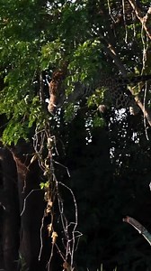 Wait for it...The jaguar is such a great hunter! The hunt for a caiman by a jaguar is a spectacular and furious encounter between two top predators in their respective environments. Jaguars are skilled hunters with powerful jaws and a voracious appetite for a variety of food, including caimans. A caiman is a type of reptile of the Alligatoridae family, which also contains alligators and crocodiles. Caimans are semiaquatic reptiles endemic to Central and South America. They are closely related to