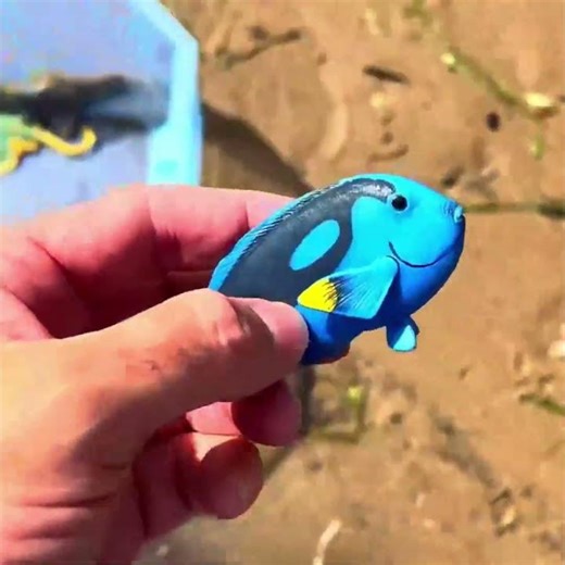 Shore Walk Finds: Walrus + Blue Tang!