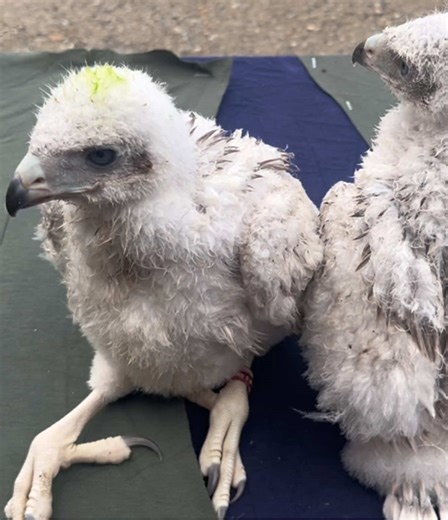 Goshawks Imprinting Process: Watching Nature at the Farm