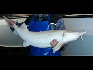 Almas - Albino Beluga Caviar