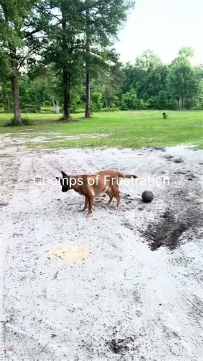 Malinois vs horsefly
