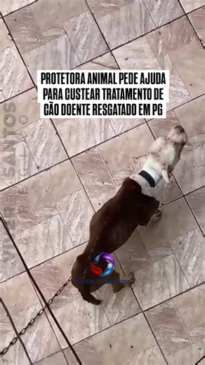 Viver em Santos e região on Instagram: ""Sou protetora animal independente e fui responsável pelo resgate do Mohamed, um Pitbull doente e visivelmente debilitado no bairro Caieiras, em Praia Grande. Ao chegar ao local, fui recebida pelos tutores, um casal de idosos que afirmou que Mohamed não estava sofrendo maus-tratos, mas sim, muito doente. Me mostraram alguns exames e remédios comprados, que infelizmente não tiveram efeito algum. Efetuei o resgate e o internei em uma clínica do bairro Ocian