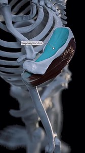 ROTATOR CUFF The rotator cuff is an anatomical term used to define a group of four distinct muscles in the shoulder region that stabilize and strengthen the glenohumeral (shoulder) joint and allow rotational movements of the humerus. The rotator cuff is comprised of the following four muscles: ▪️Supraspinatus ▪️Infraspinatus ▪️Teres Minor ▪️Subscapularis These muscles are also commonly referred to as the SITS muscles. Each capital letter in the mnemonic corresponds to the first letter of each mu