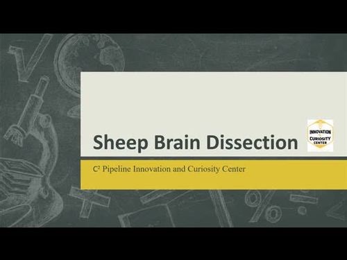 Sheep Brain Dissection Lab Bundle