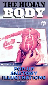 5.5K views · 131 reactions | The Human Body: Pop-up Design Anatomy Illustrations #anatomy #book #atlas #medical #medicine #medschool #meded | SurgMedia | Facebook