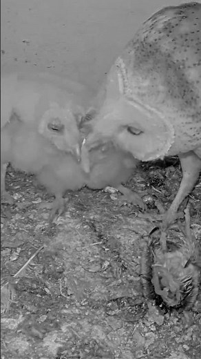 🥺 Barn Owl Nestlings’ First Meal – So Cute! 🦉❤️