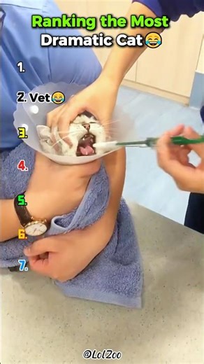 cat at vet #ranking #funny #funnyanimals #dramaticcat #cat