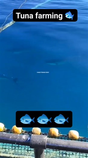 Tuna farming sa Japan 🐟🇯🇵 #credittotherightfulownerofthisvideo #nocopyrightsinfringementindented #forcontentpurposesonly #reactionvideo #commentary | Jeff Torda