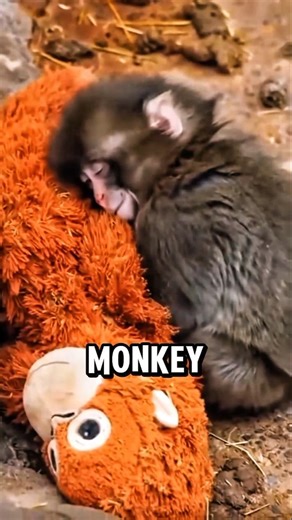 From One Plush to Thousands 🐵🧸 Baby Monkey Receives Overwhelming Love