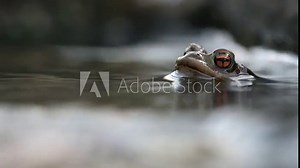 The common toad, which sits in the water, has only a head above the surface. Water flows around.