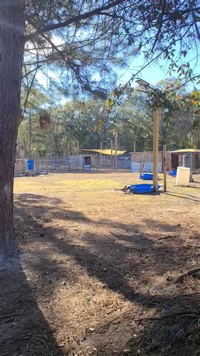 Good afternoon, everyone 💚 It’s a beautiful 70° January day here on the farm, and I just had to share this little moment. We recently welcomed Luigi to the sanctuary. His mate was tragically killed, and his family wanted him to have a safe, forever home where he could be with other ducks. I’m happy to say he’s already settled in and fully integrated with the rest of the flock — everyone’s been out roaming and enjoying this gorgeous day. If I pan down for a second… 😺 That’s June Bug, one of our