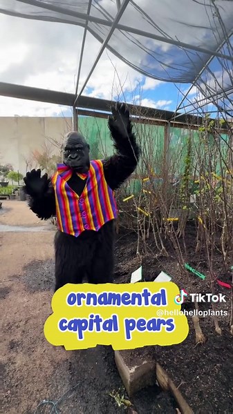 Don’t let these bare rooted season deals pass you by. Join our Live tomorrow at 12pm and save big. 🎉 #HelloHelloPlants #GrowersDirectFlashSale #GardenDesign #PlantLovers #LiveEvent #GardenGoals #SpringGardening #AussieGardeners #BareRootedPlants