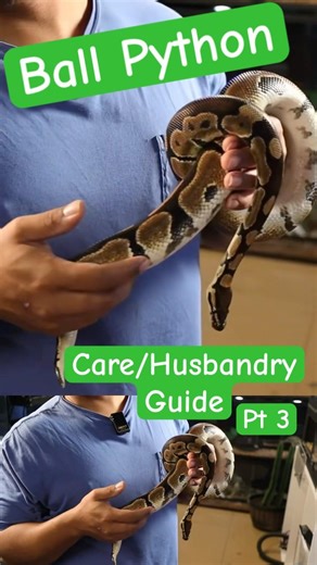The Ball Python Care Guide of 2026 Pt 3