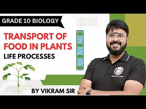 Phloem & translocation | Biology | Life processes | Class 10 Science | Simple Explanation