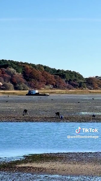 Exploring Wellfleet Oysters: A Cape Cod Treasure