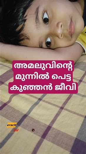 കുഞ്ഞൻ ജീവിയെ വളർത്തിയ അമലു#shortsfeed #shorts #facts #ladybug