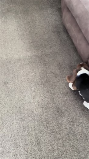 Baby Homer terminator style #homer #bassethound #bassethoundsoftiktok #dogsoftiktok #fyp