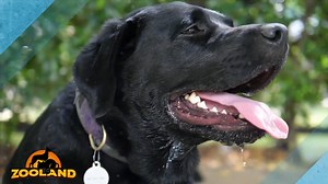 Neglected Dog Survives Thanks to the Help of a Complete Stranger Dog