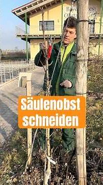 How to properly prune a columnar apple tree