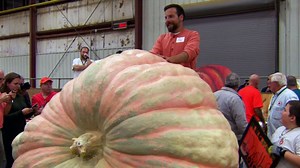 Giant pumpkin breaks record and earns grower $8,000