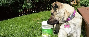 Do you know if Coconut Oil is Good For Your Dog?