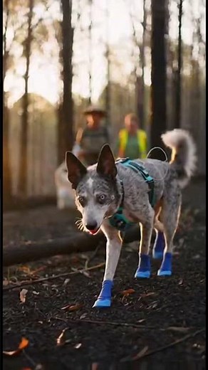 Bear the Koala-Rescue Dog | Hero of Australia’s 2019–20 Bushfires